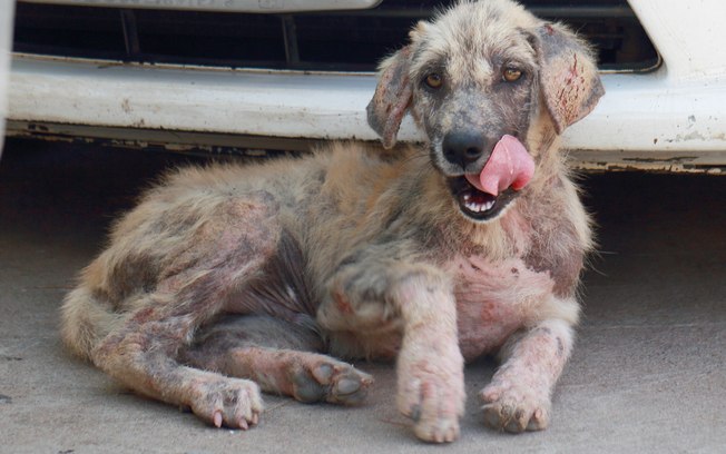 Como Curar Sarna de Cachorro com Sabonete de Enxofre?