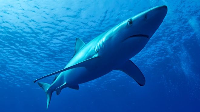 Tubarão Azul: É Perigoso? Em Extinção? Características e Fotos