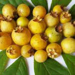Várias Gabiroba Colhidas em Cima da Mesa