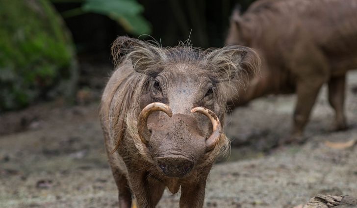 Quais Os Animais Que Tem Mais Dentes Na Boca?