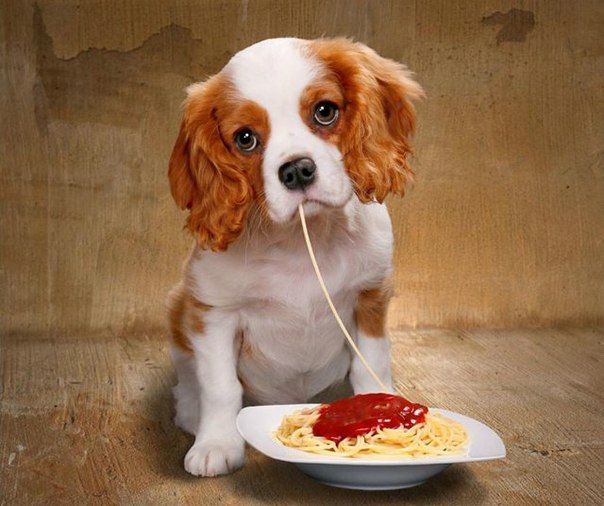 Pode Dar Comida de Gente Para Cachorro?
