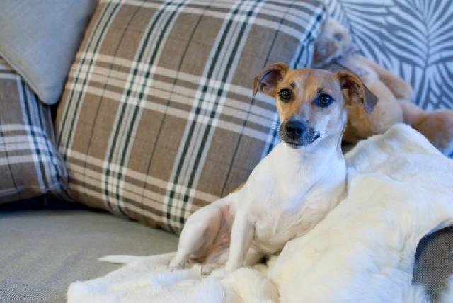 Como Fazer seu Cachorro se Adaptar em Apartamento?