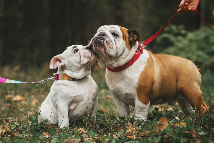 Cachorro que Nunca Cruzou: Como Ensinar e Acalmar para dar Certo?