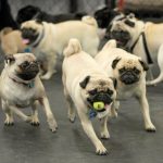 Canil de Pug