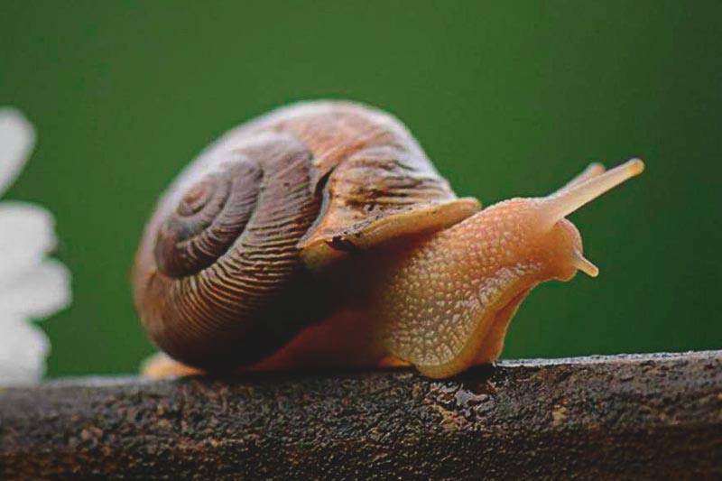 Quais São os Animais que Têm Carapaças? Espécies e Fotos