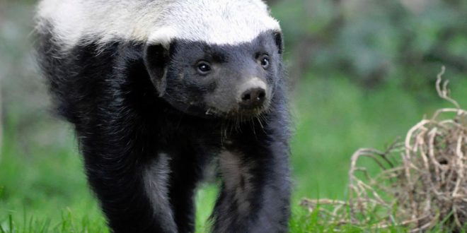 Ratel é Imune a Veneno de Cobra?