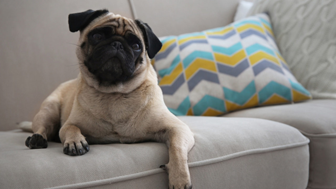 Diferenças e Semelhanças Entre a Raça Pug e Buldogue Francês