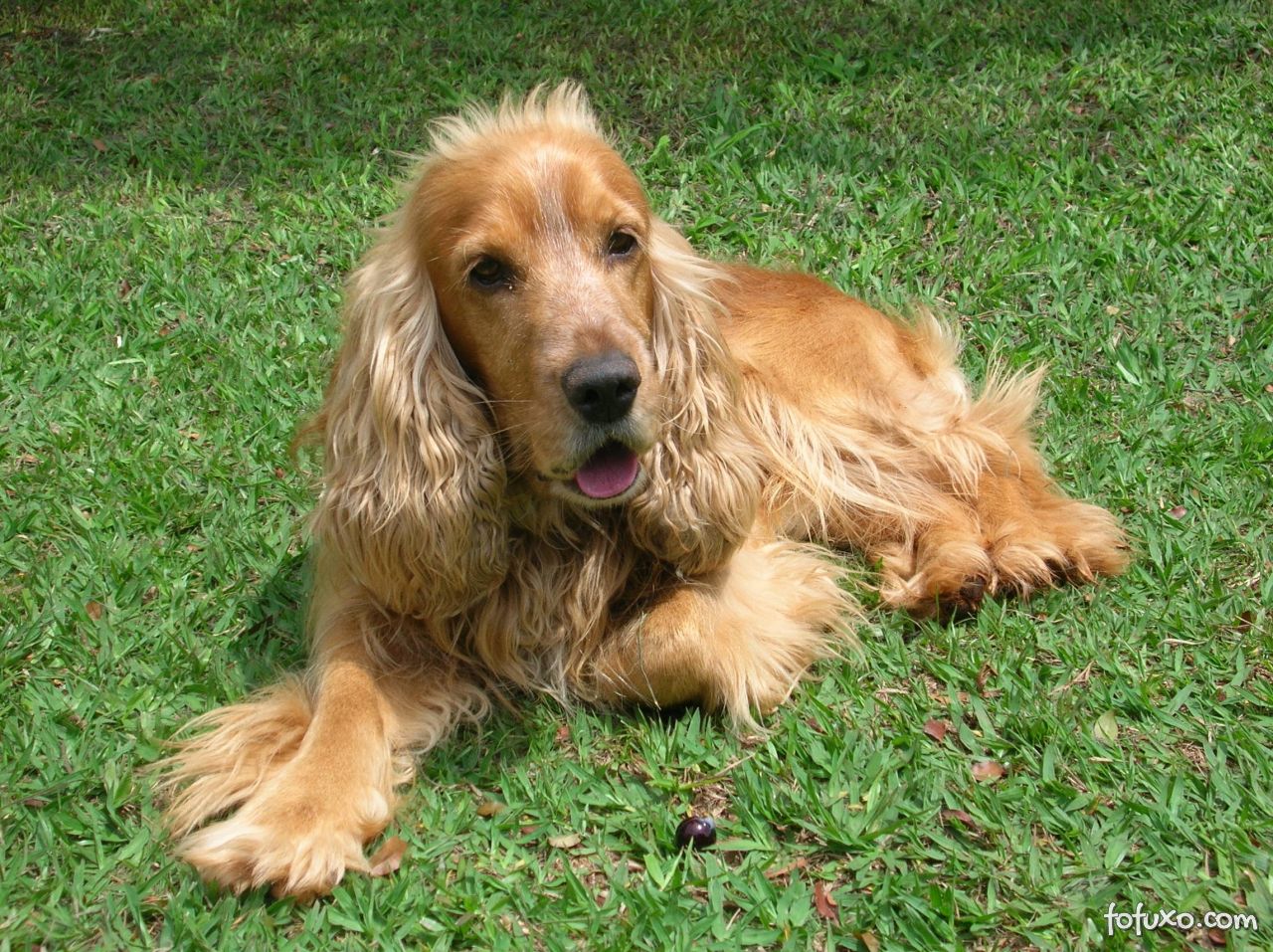 Tudo Sobre a Raca de Cachorro Cocker Spaniel, Filhotes e Imagens