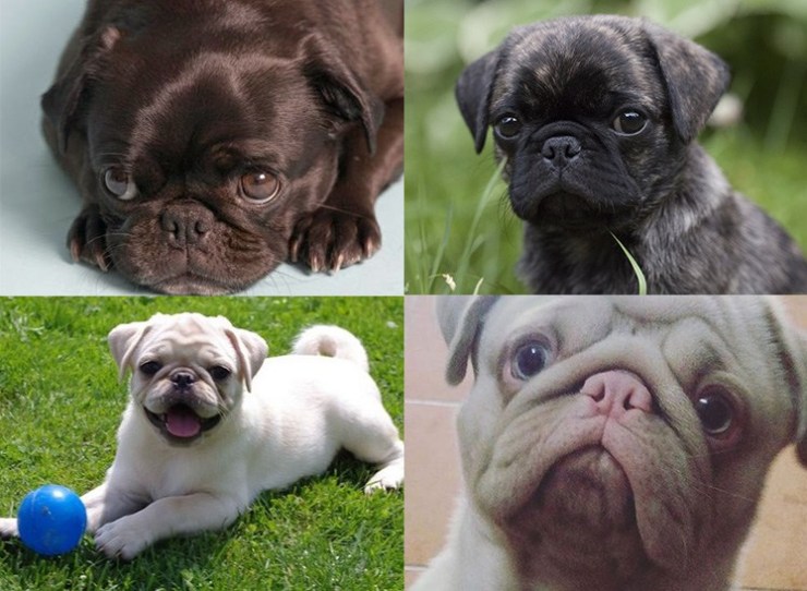 Cores do Pug: Preto, Branco, Bege, Marrom, Fulvo e Todas outras