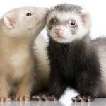 Dois Ferrets No Brasil