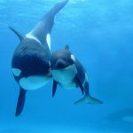 Filhote de Baleia de Orca Com a Mãe
