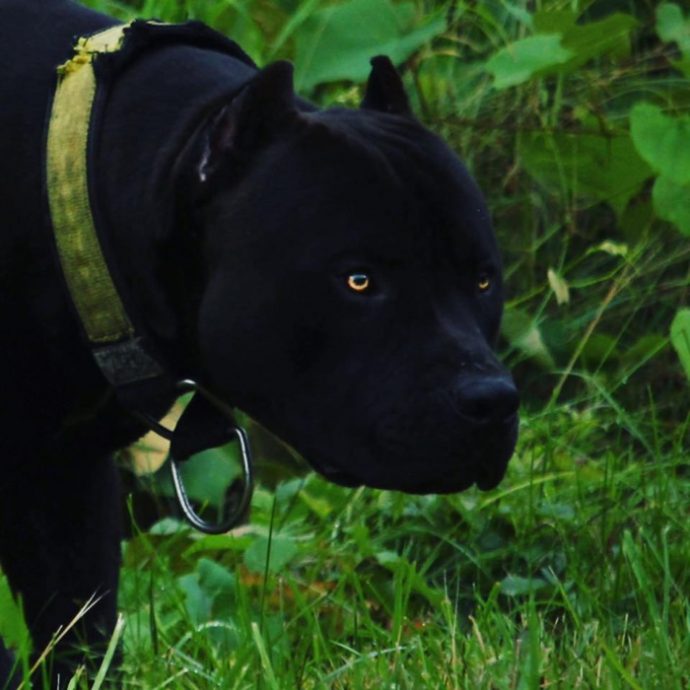 Pitbull Preto: Comportamento, Tamanho, Filhotes e Fotos