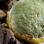 Fungos Saprobios na Laranja