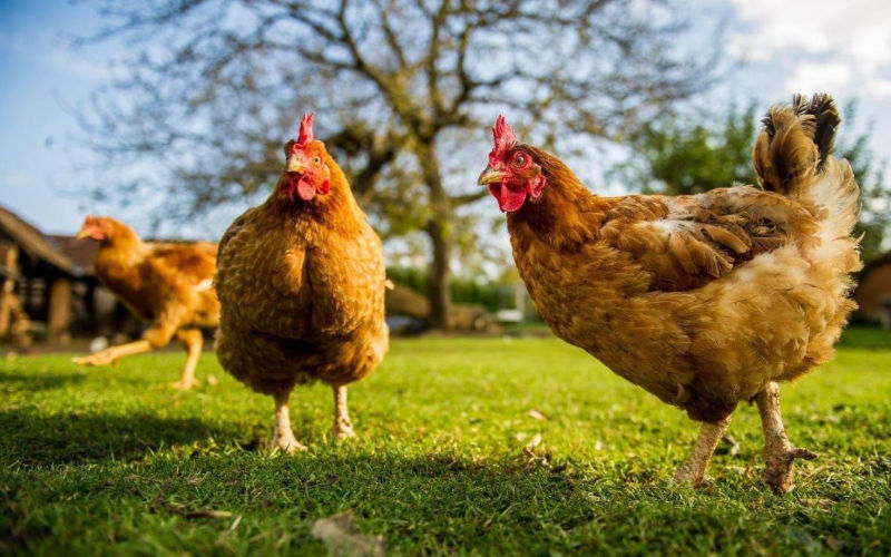 Lista de Tipos de Galinhas e Espécies do Animal com Nome e Fotos