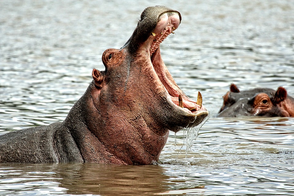 Hipopótamo é Anfíbio ou Mamífero?