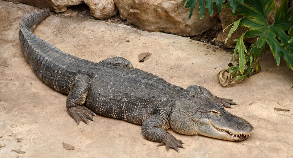Como É a Respiração do Jacaré? Sistema Respiratório do Animal