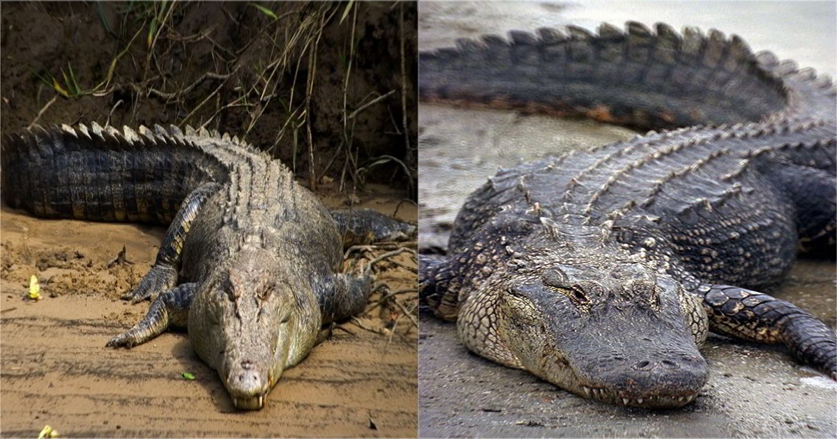Jacaré e Crocodilo – Qual o Mais Perigoso? Qual o Mais Forte?