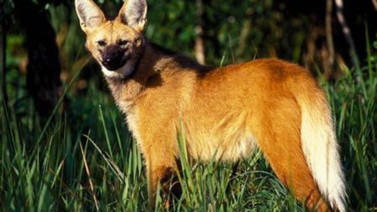 Reprodução do Lobo Guará, Quantos Filhotes Ele Tem?
