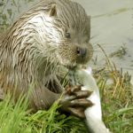 Lontra Comendo um Peixe