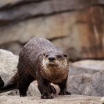 Lontra Fotografada de Frente