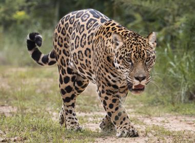 História da Onça, Significado e Origem do Animal