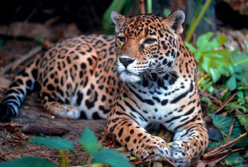Em que Tipo de Flora e Encontrada a Onça Pintada?