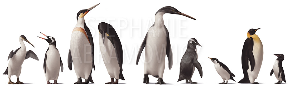 Pinguim Palaeeudyptes: Características, Nome Cientifico e Extinção