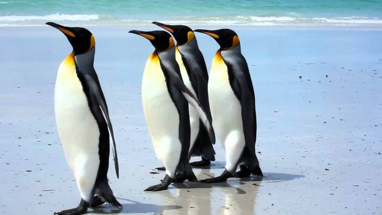 Pinguim Rei: Características, Nome Científico e Fotos