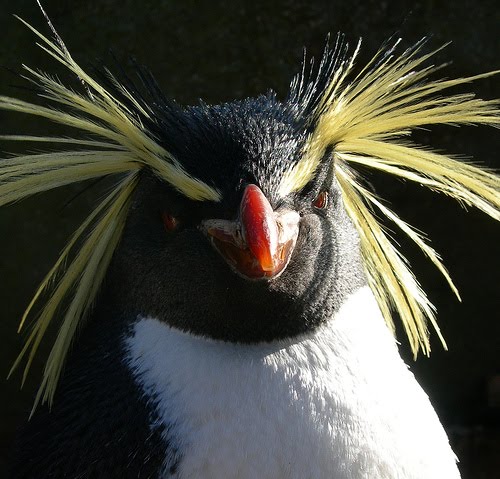Pinguim-das-Snares: Características, Nome Científico e Fotos
