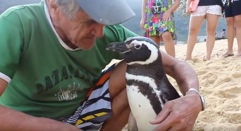 Quais São as Cores dos Pinguins? Onde Tem Pinguim no Brasil?