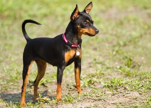 Curiosidades da Raça de Cachorro Pinscher