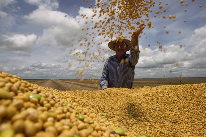 Qual É O Maior Estado Produtor De Soja No Brasil? E a Região?