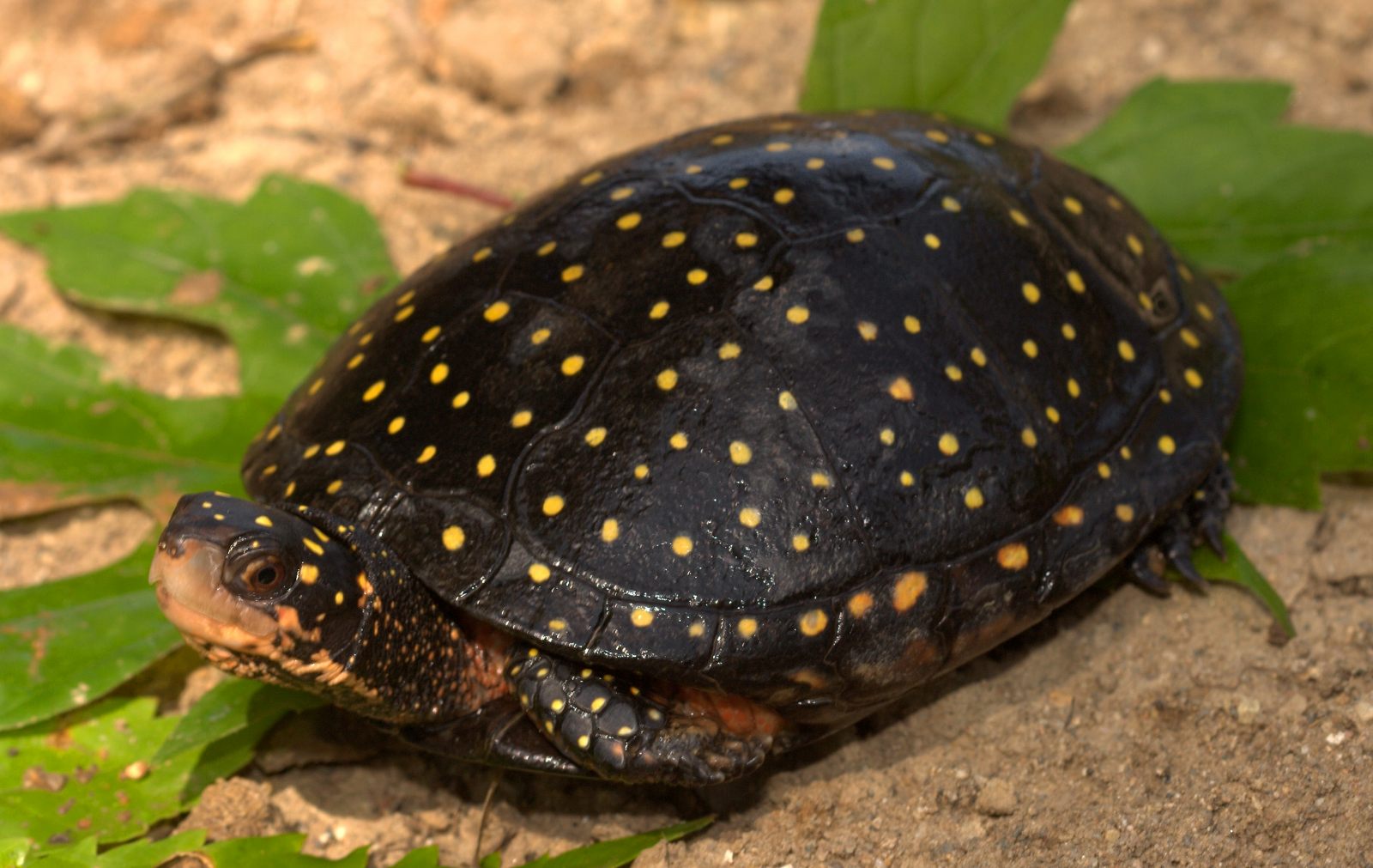 Tartaruga Pintalgada: Características, Nome Cientifico e Fotos