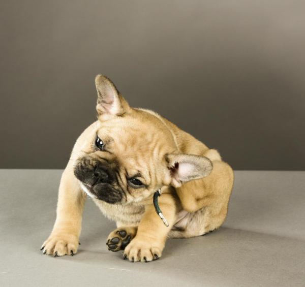Alho para Sarna de Cachorro Funciona? O que Utilizar?