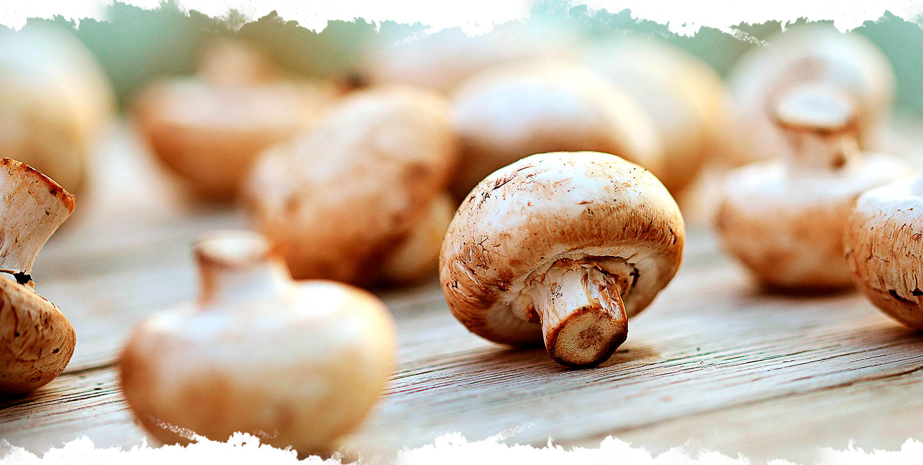 Qual o Melhor Cogumelo? Qual Cogumelo é mais Saboroso?