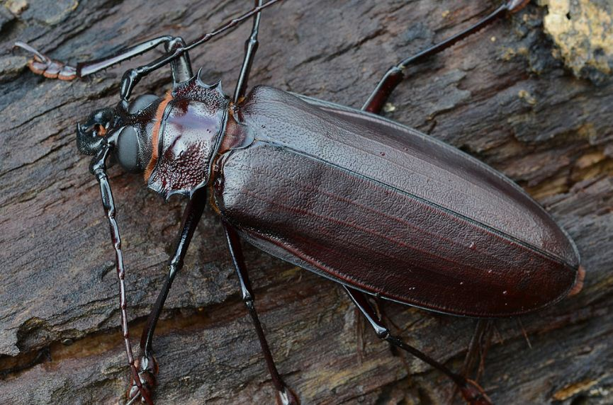 Besouro Gigante: Características, Nome Cientifico e Fotos