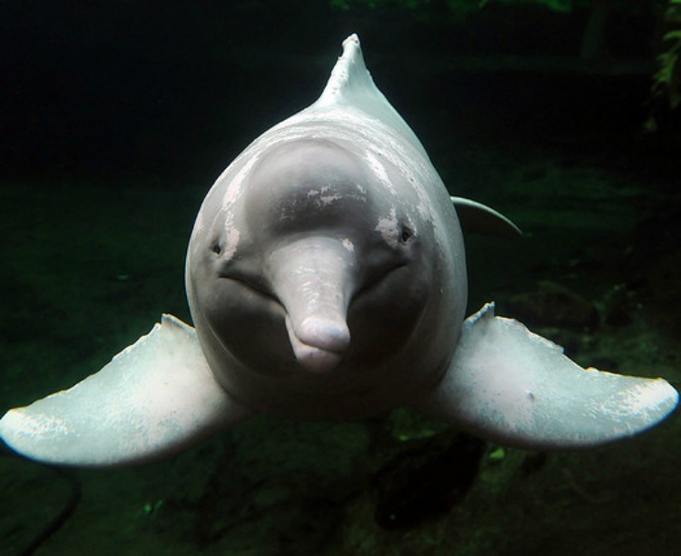 Qual Animal é Conhecido como Golfinho de Água Doce?