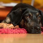 Cachorro Após Uma Crise de Vômito