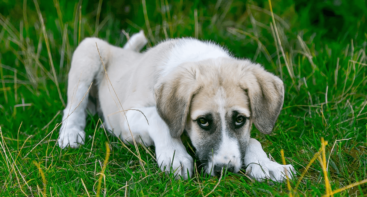 Quais os Sintomas Quando o Cachorro Está com Verme?