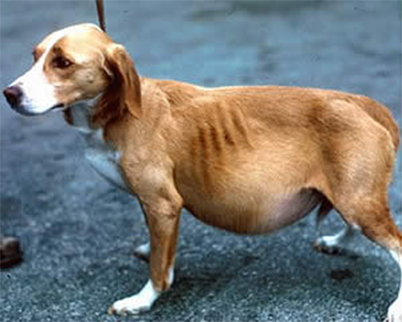 O que Dá Verme em Cachorro? Como evitar?
