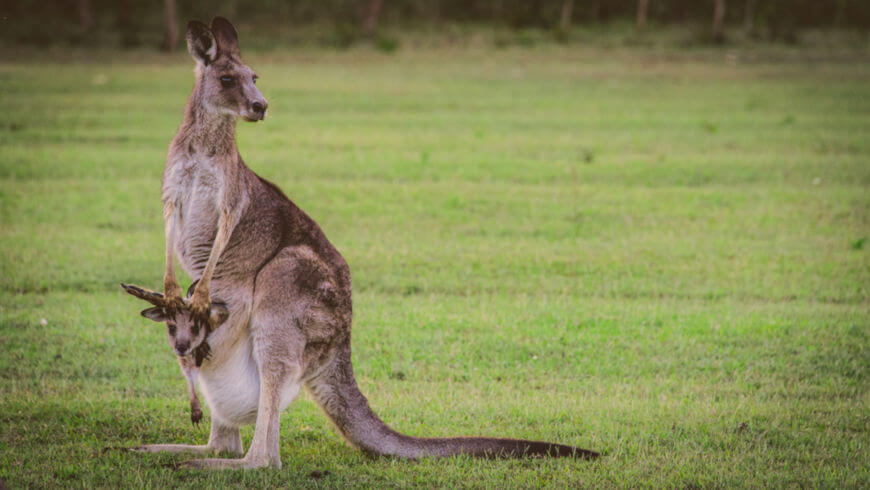 Por que os Gambás e os Cangurus são chamados de Marsupiais?
