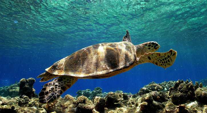 Tipos e Espécies de Tartaruga com Nome, Características e Fotos