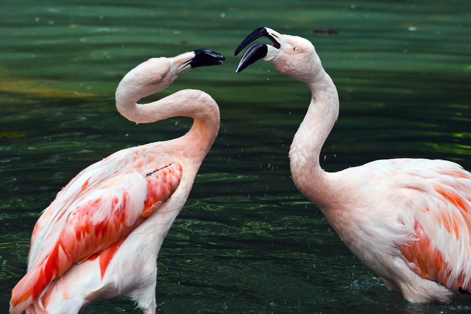 Comportamento do Flamingo: Hábitos e Modo de Vida do Animal