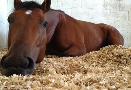 O Cavalo Tem Hábito Noturno ou Diurno? O Que Preferem?