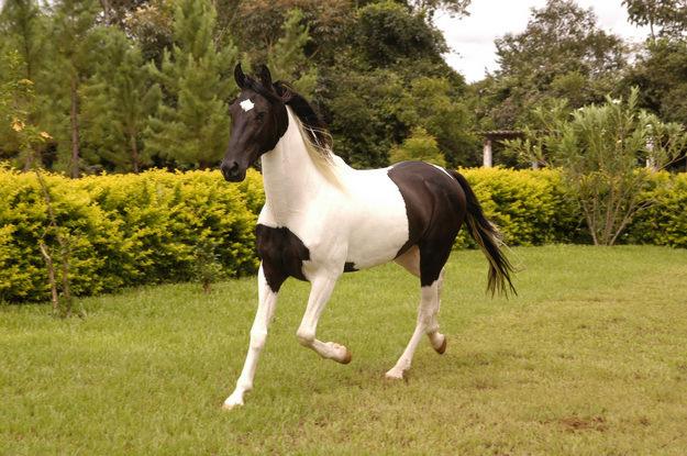 Raça de Cavalo Mangalarga Marchador: Características e Fotos