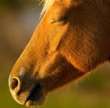 Os Cavalos Dormem em Pé? Quando o Cavalo se Deita?
