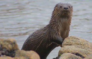 Lontra Chugungo: Características, Nome Cientifico E Fotos