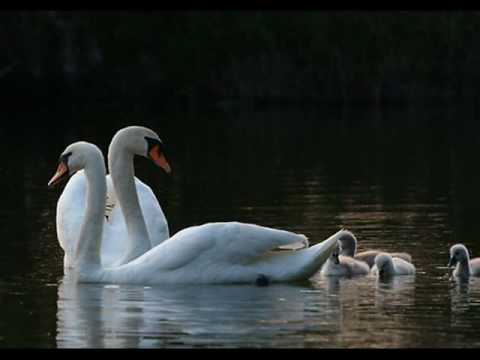 Ciclo de Vida do Cisne: Quantos Anos Eles Vivem?