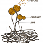 Esporos