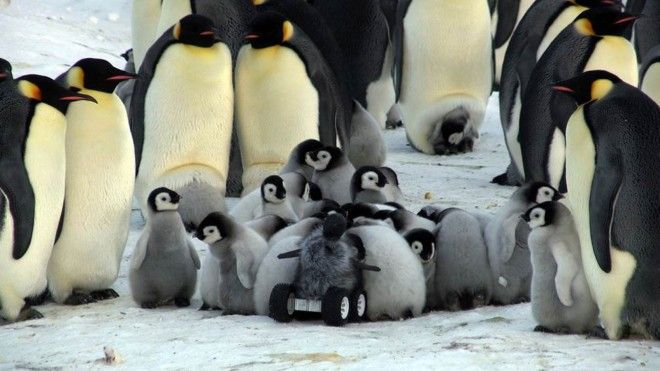Ciclo de Vida do Pinguim: Quantos Anos Eles Vivem?